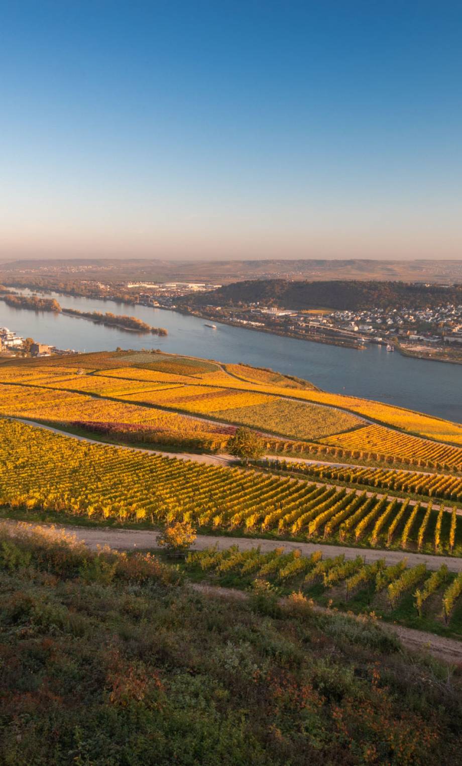 rheinhessen